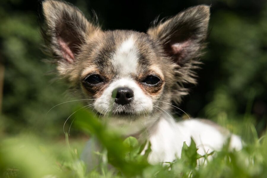 chihuahua con lo sguardo buffo