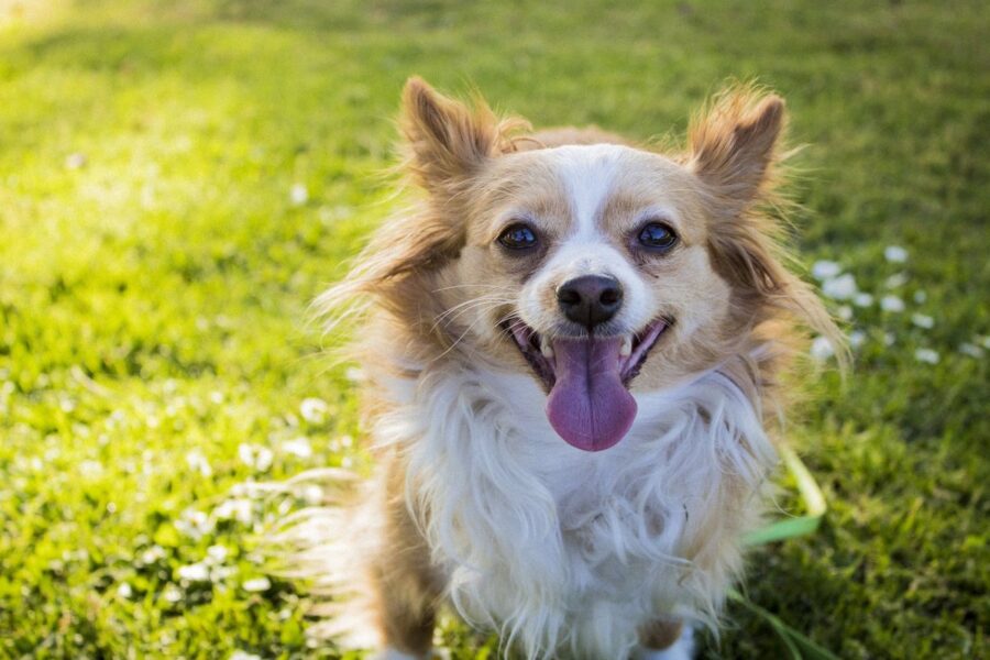 cane sul prato