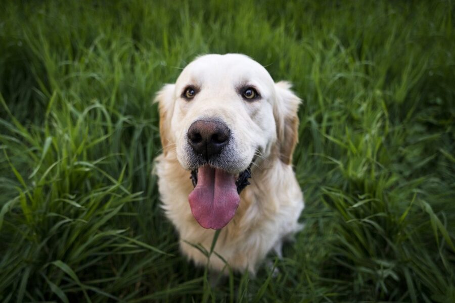 golden retriever sul prato