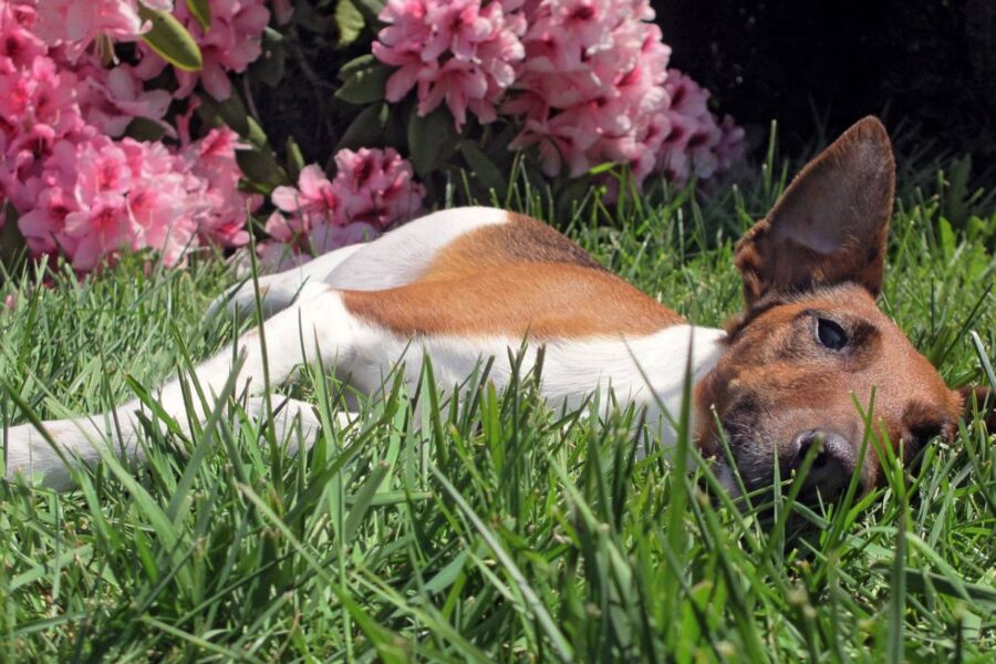 cane disteso sul prato