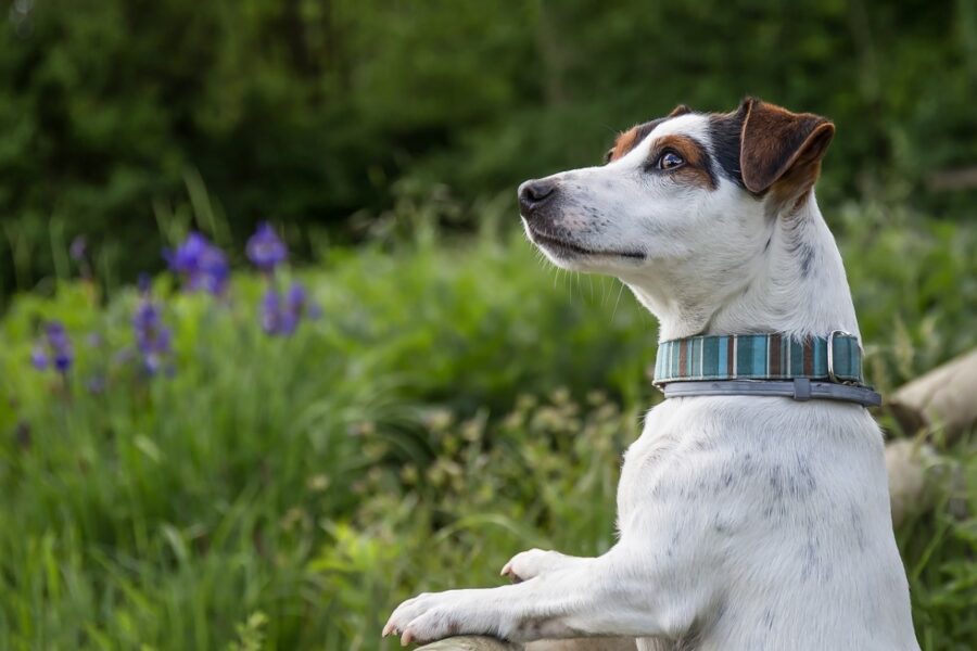 cane che guarda la natura