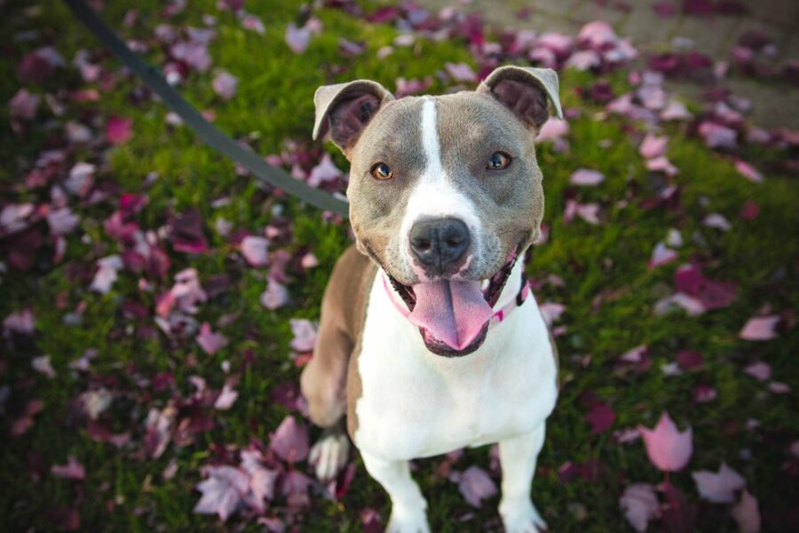 cane tra i fiori rosa