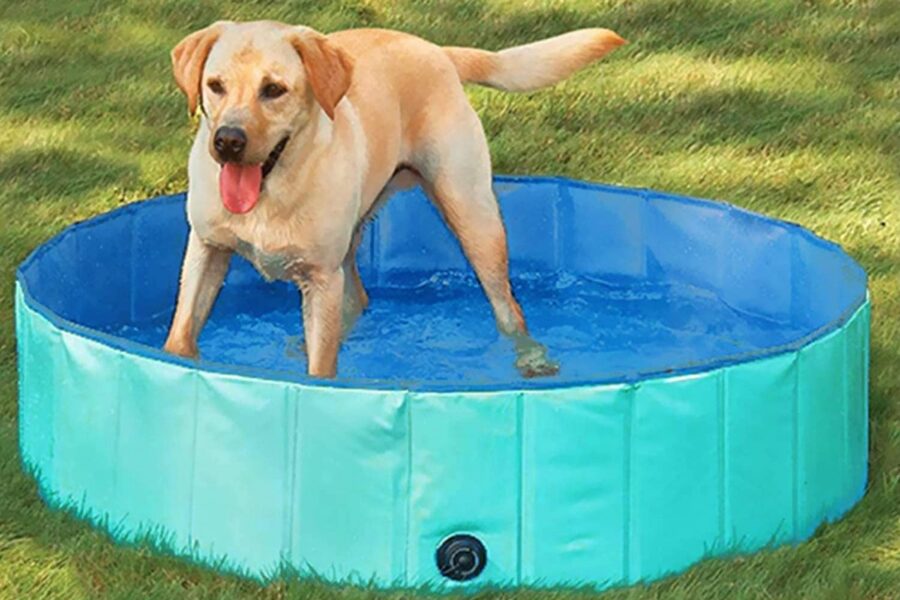 cane in piscina 