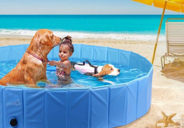 Le migliori piscine per il cane, per un’estate piena di bagni