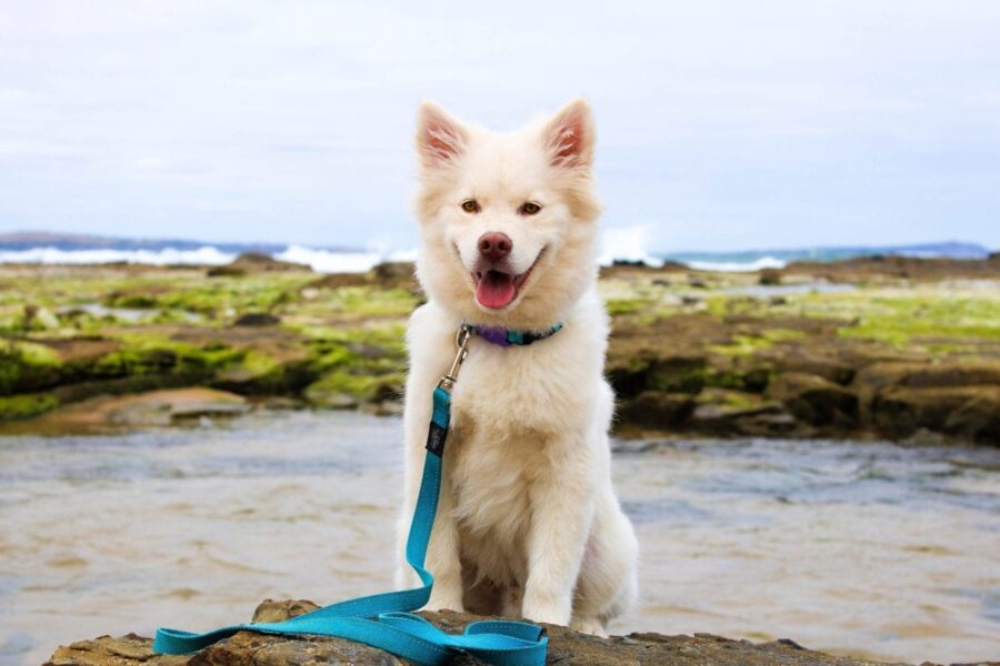 cane con guinzaglio blu