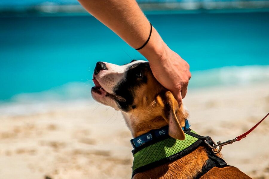 padrone accarezza il suo cane