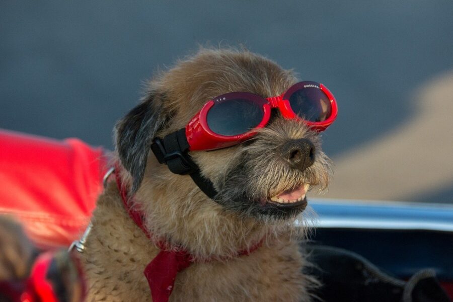 cucciolo di cane con occhialini da sole