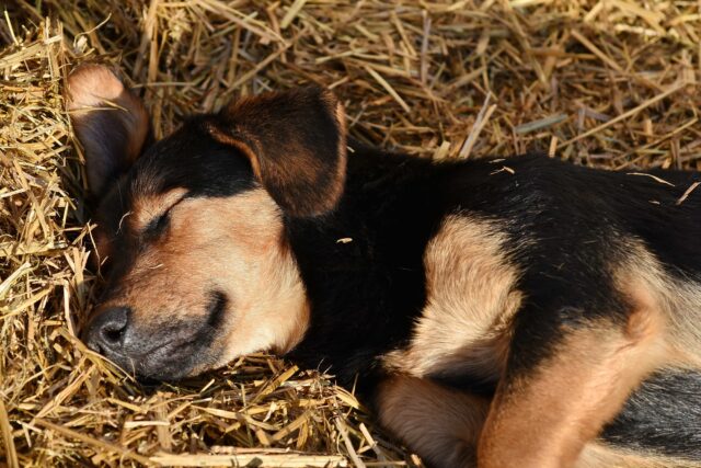 Tutte le precauzioni per portare il cucciolo di cane in vacanza