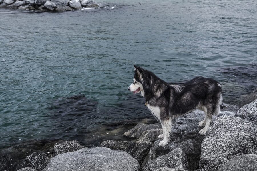 cucciolo di husky dal pelo bagnato