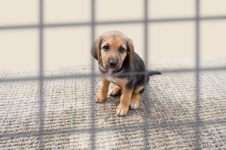 cucciolo di cane randagio