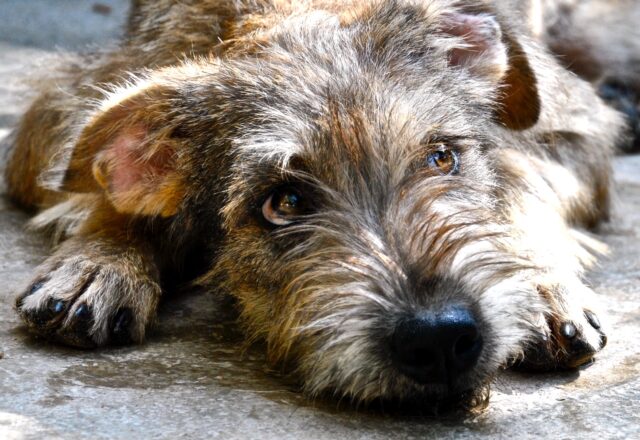 Come sai se sei davvero pronto per prendere un cane?