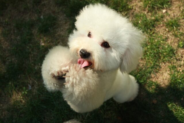 cane bianco su due zampe