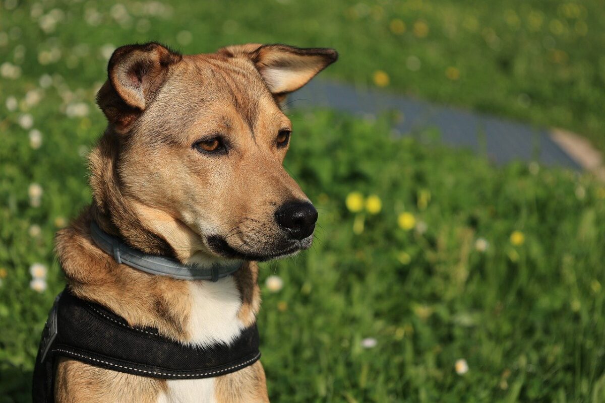 cane al parco