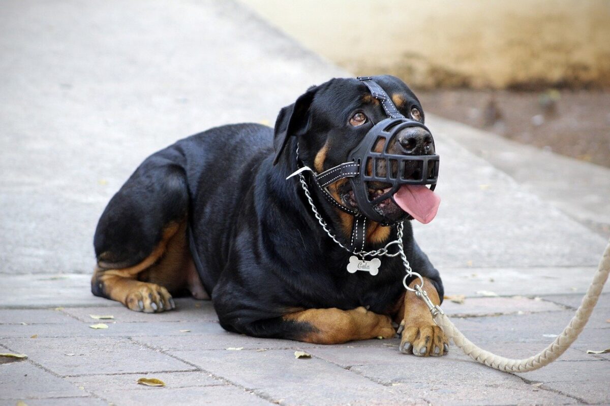 cane con museruola