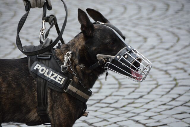 Per quanto tempo un cane può indossare la museruola?