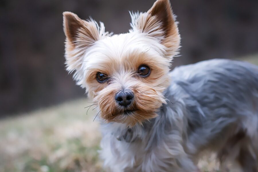 cagnolino anziano