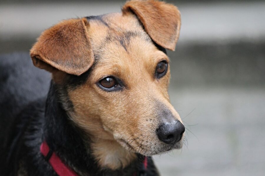 cane marrone e nero