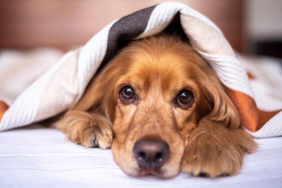 cane sotto le coperte