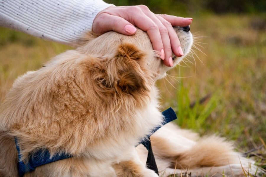 accarezzare il cane