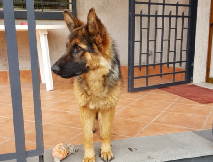 cane pastore tedesco giocattolo vicino