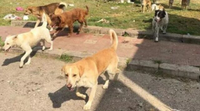 Cani a briglia sciolta: storie di randagismo in Sicilia