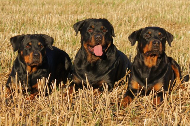 tre cani Rottweiler