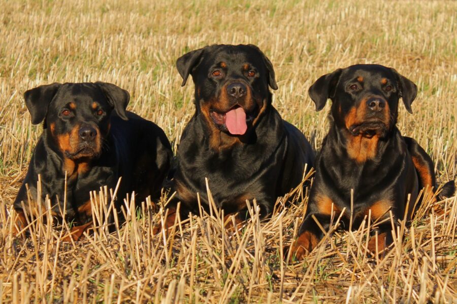 Rottweiler: carattere, cure, alimentazione e consigli su questa razza