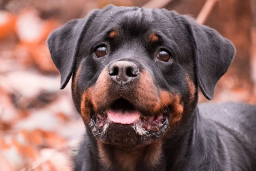 cucciolo di cane nel bosco