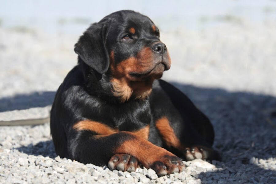 cucciolo di cane seduto