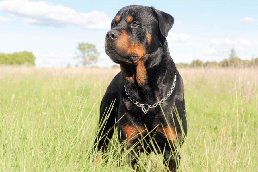 cane in campagna