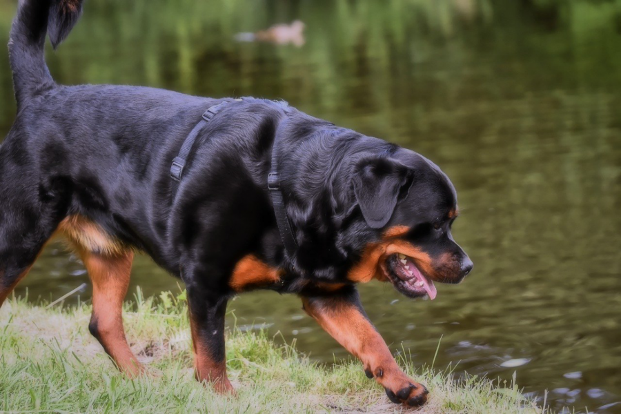 cane al lago