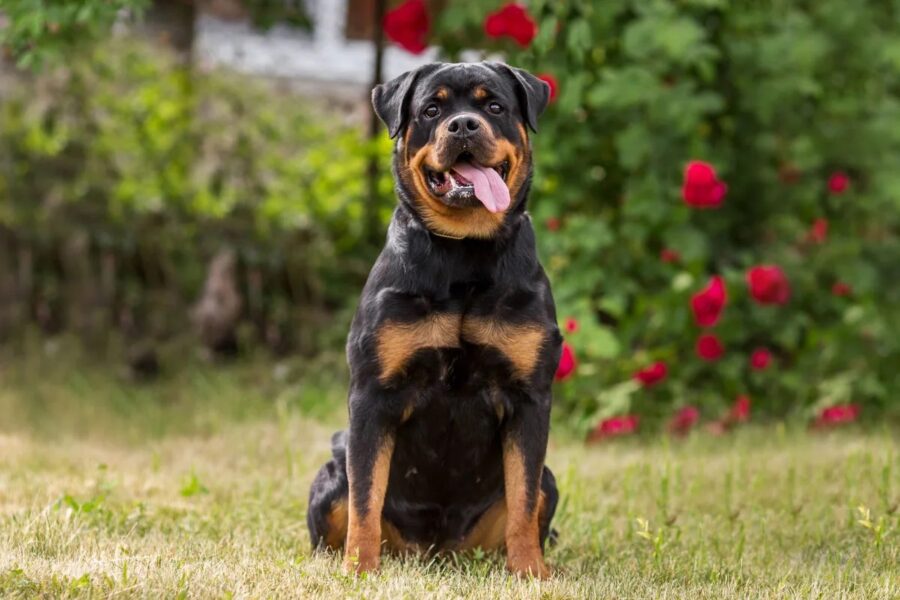 cane in giardino