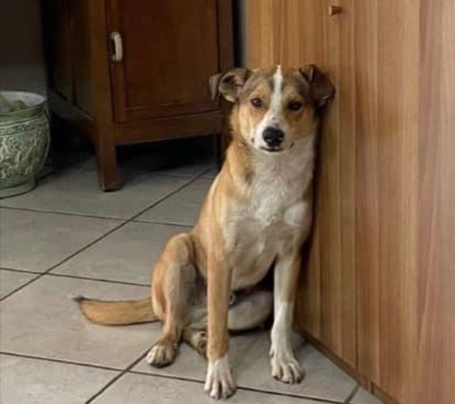 cagnolino meticcio pelo marroncino