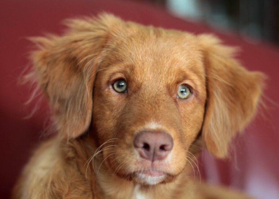 cagnolino pelo marrone occhi azzurri