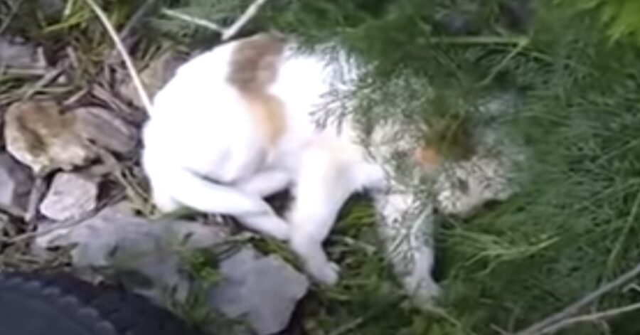 cane gettato in un dirupo viene salvato