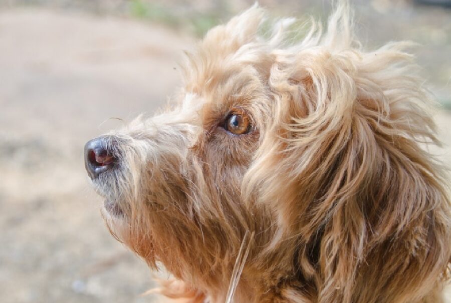 cagnolino pelo chiaro medio lungo