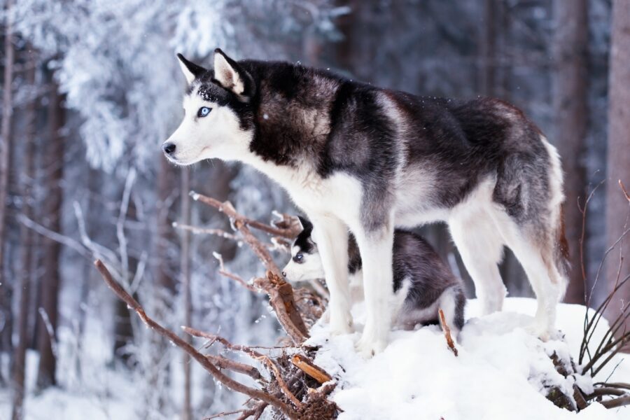 cane sulla neve