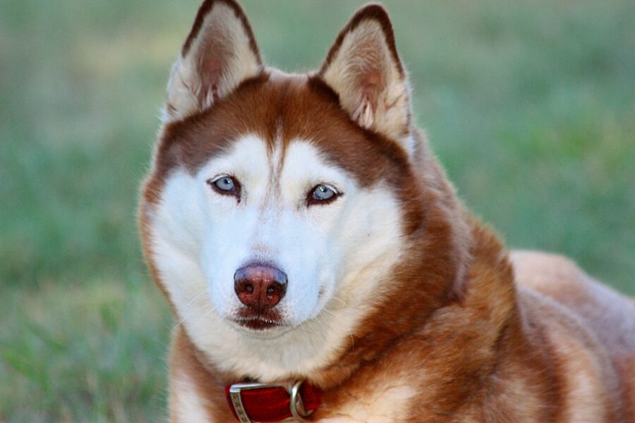 Siberian Husky: carattere, cure, particolarità e consigli su questa razza