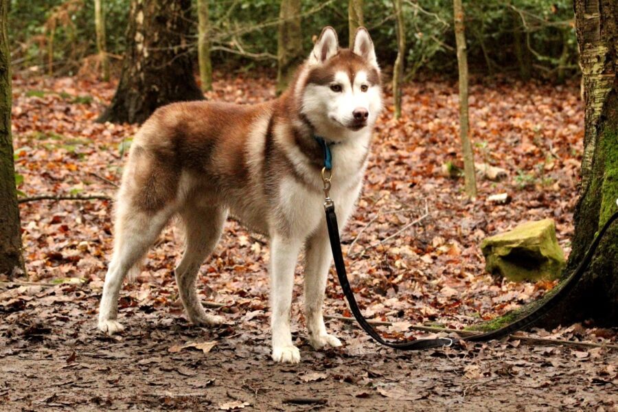 cane nel bosco in autunno