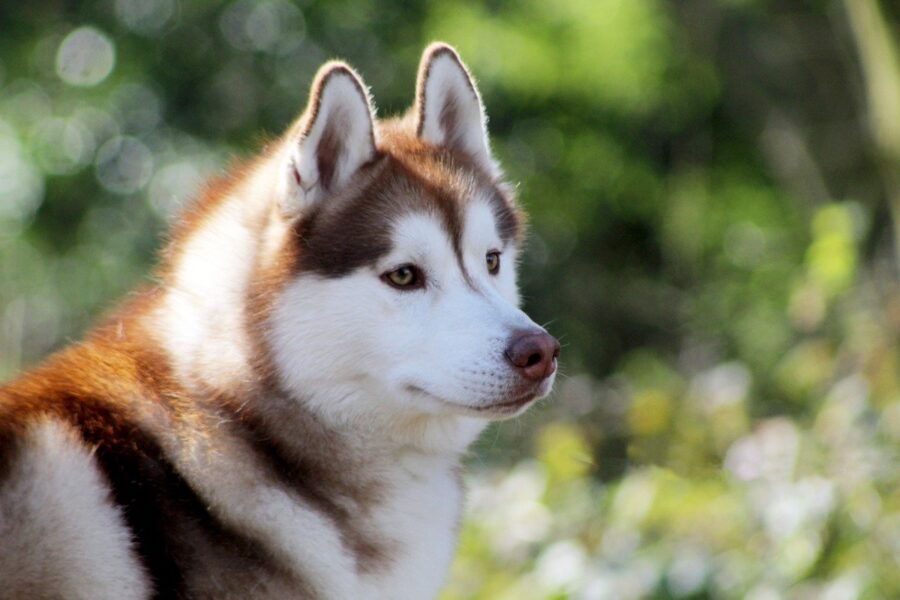 cane in campagna