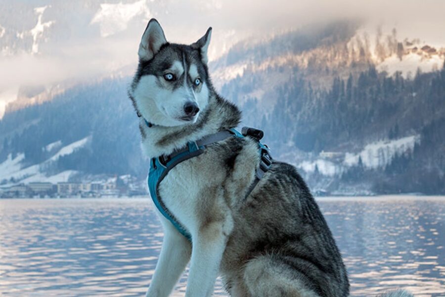 cane al lago