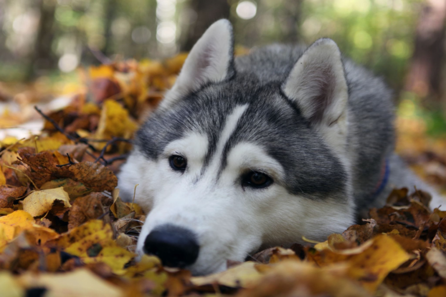 cane disteso sulle foglie