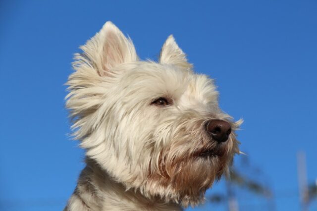 Spazzino salva la vita di una cagnolina, una piccola accortezza ha evitato la tragedia