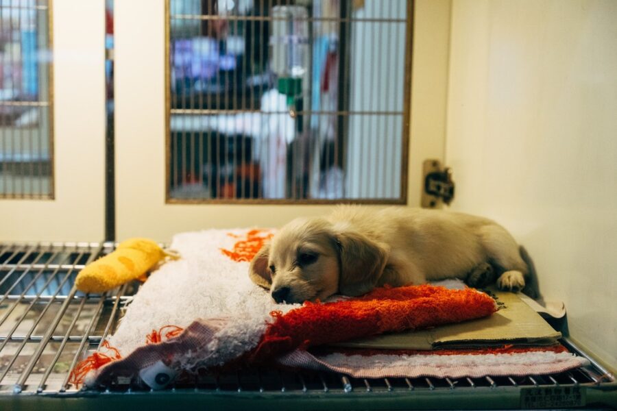 cagnolino dopo operazione