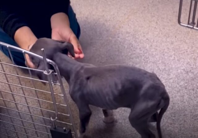 Cane prende sotto la sua alla protettiva una piccola cucciola pelle e ossa