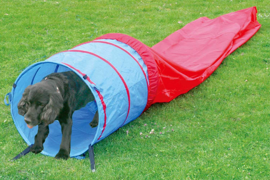 cane esce da un tunnel