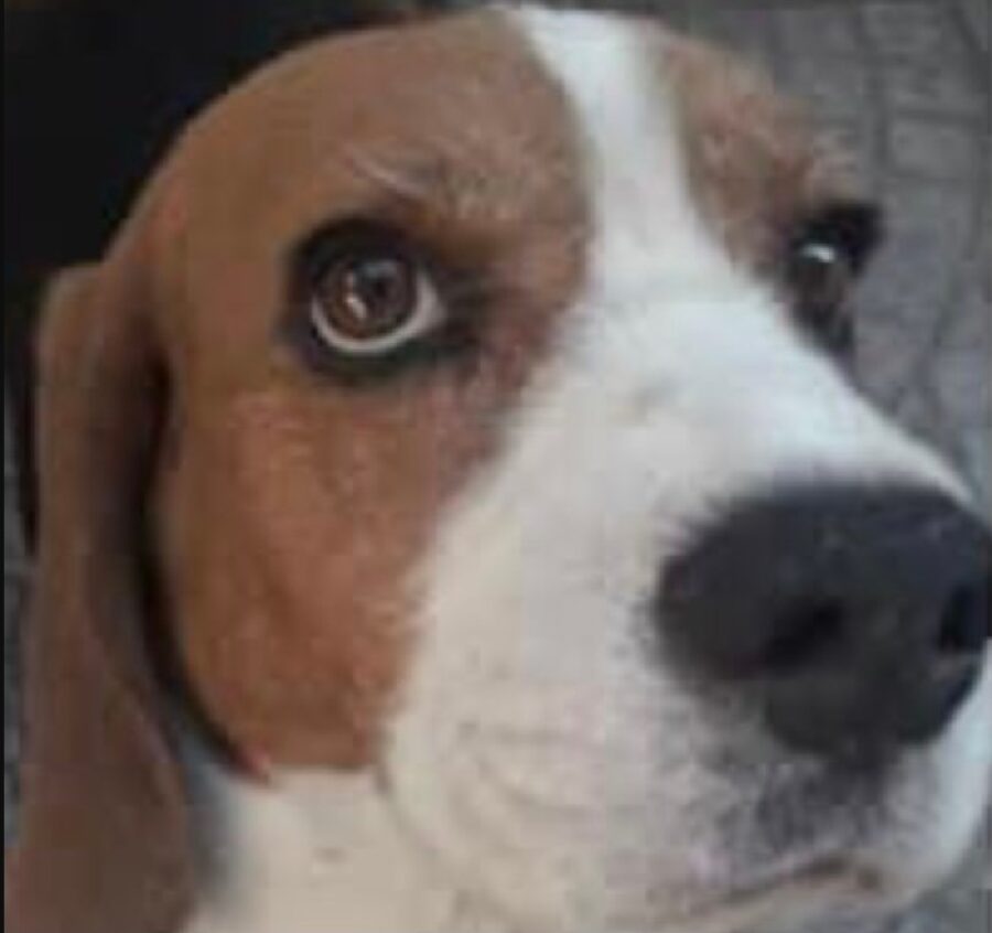 cane romeo beagle sguardo