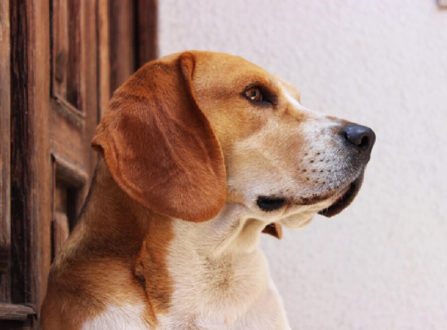 cane beagle davanti entrata