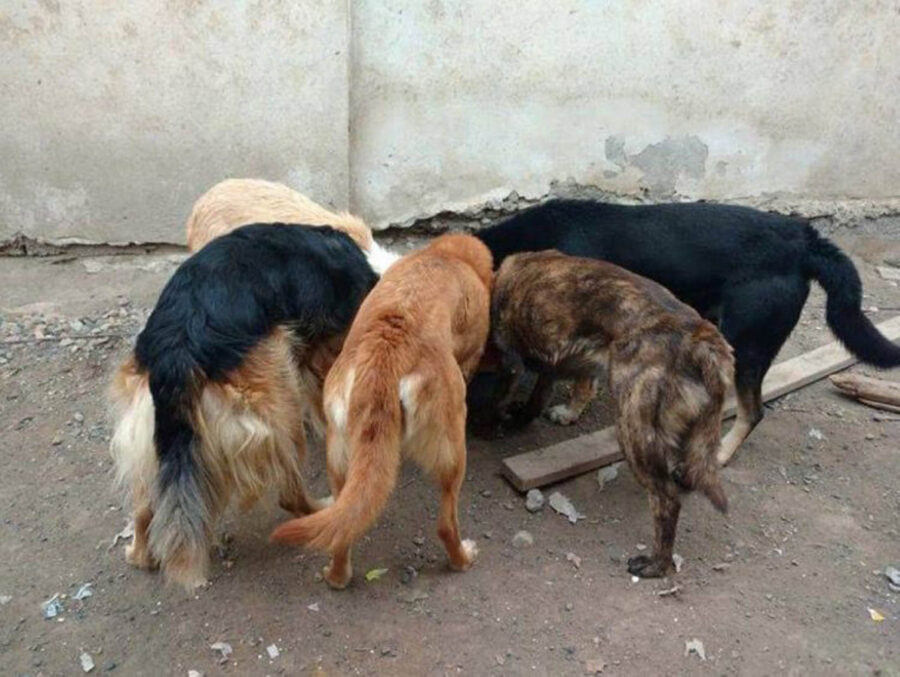 cani salvati dalle strade