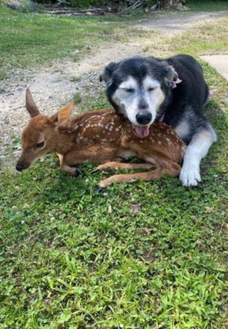 Cucciolo di cane aiuta una piccola cerva: la dolce storia di Zoey